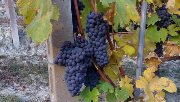 Cascina Disa Elio Sandri