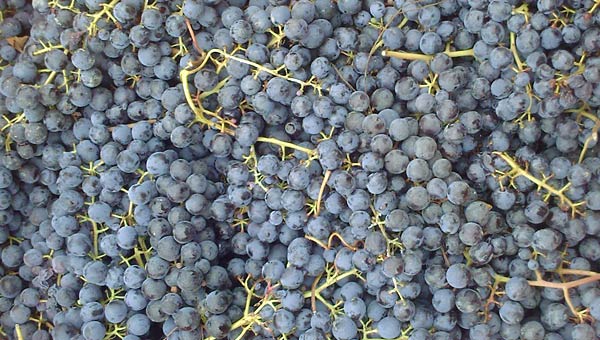 Cascina Disa Elio Sandri