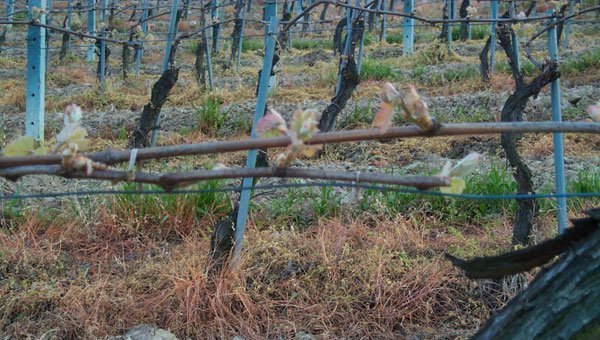 Cascina Disa Elio Sandri